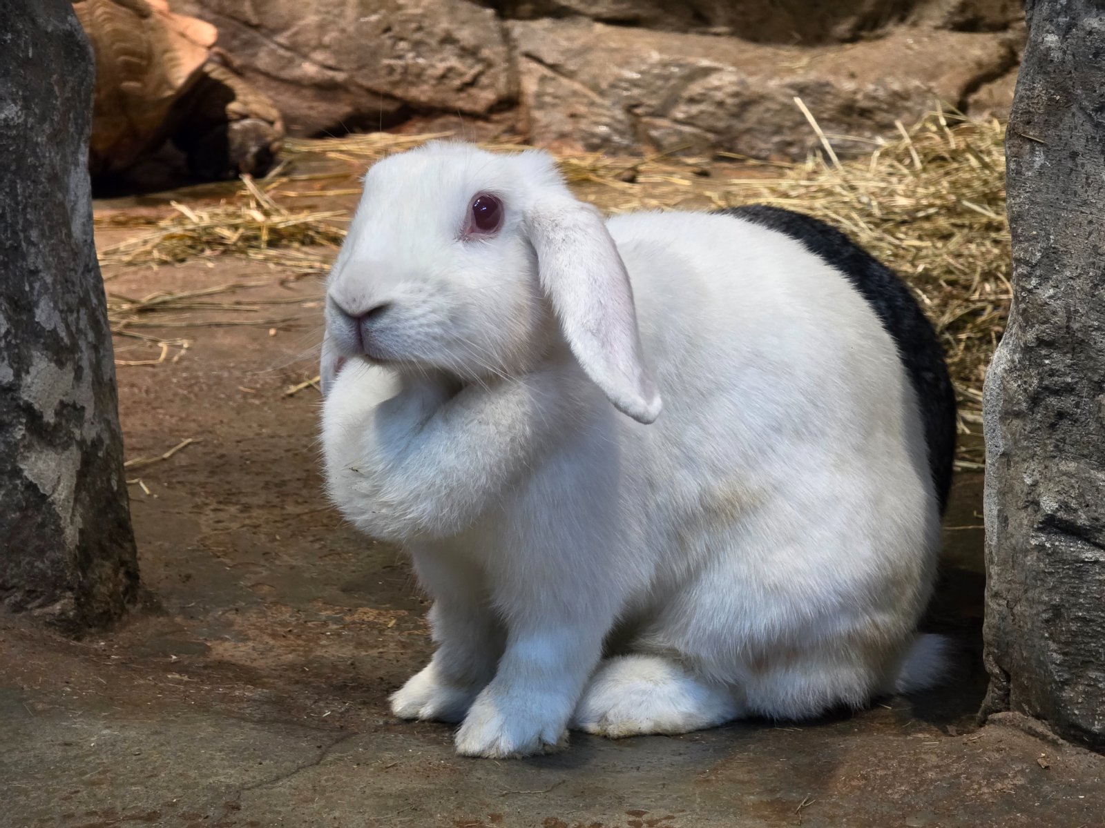토끼